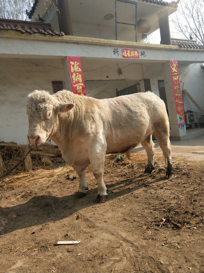 夏洛莱牛，夏洛莱牛养殖场，夏洛莱牛价格，厂家直销价格优惠