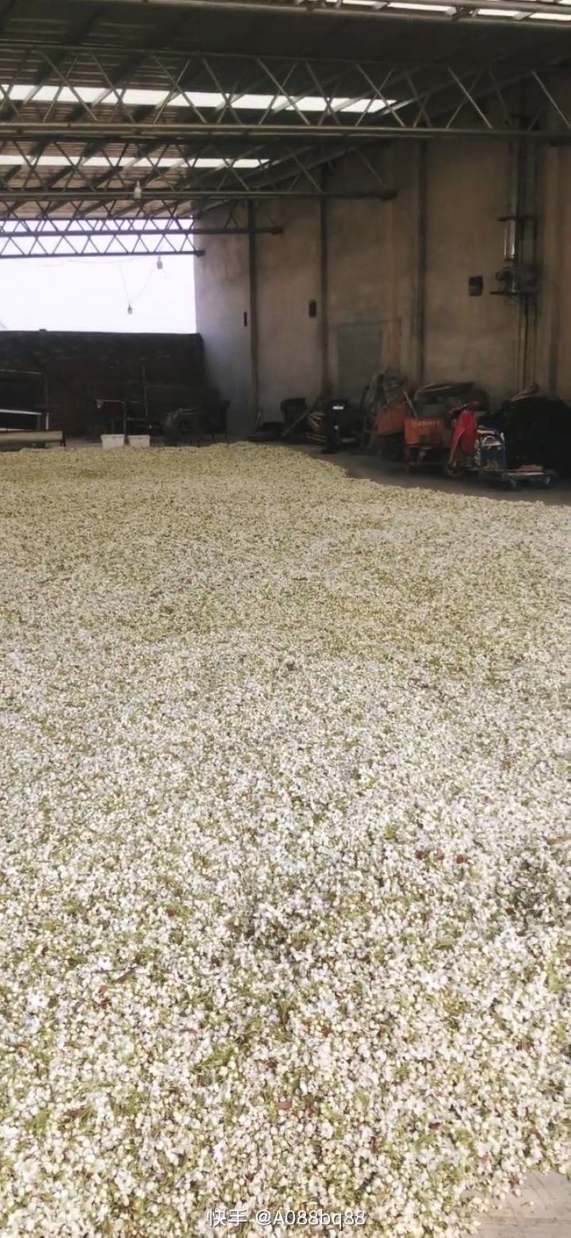 梨区供应优质梨花粉，库尔勒香梨专用，代加工梨花粉制作