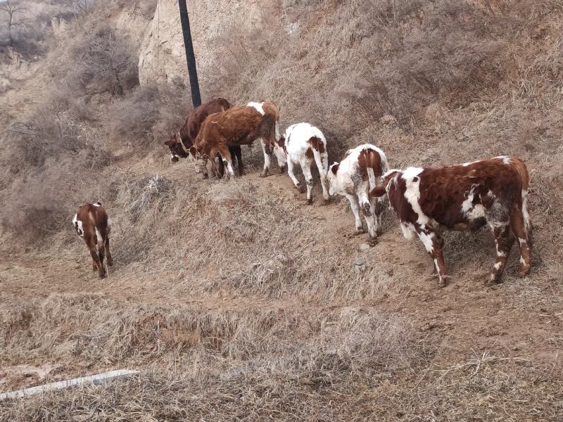 牛犊肉牛犊，西门达尔杂交，夏洛莱，秦川牛