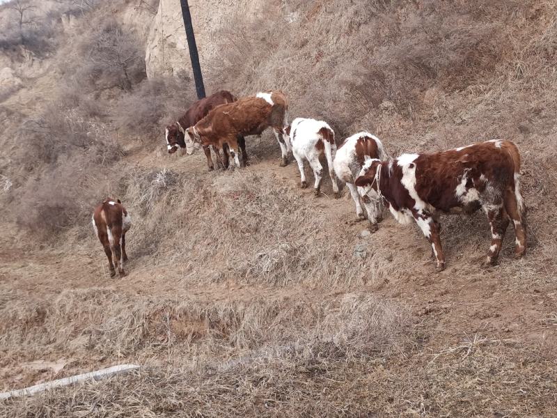 牛犊肉牛犊，西门达尔杂交，夏洛莱，秦川牛