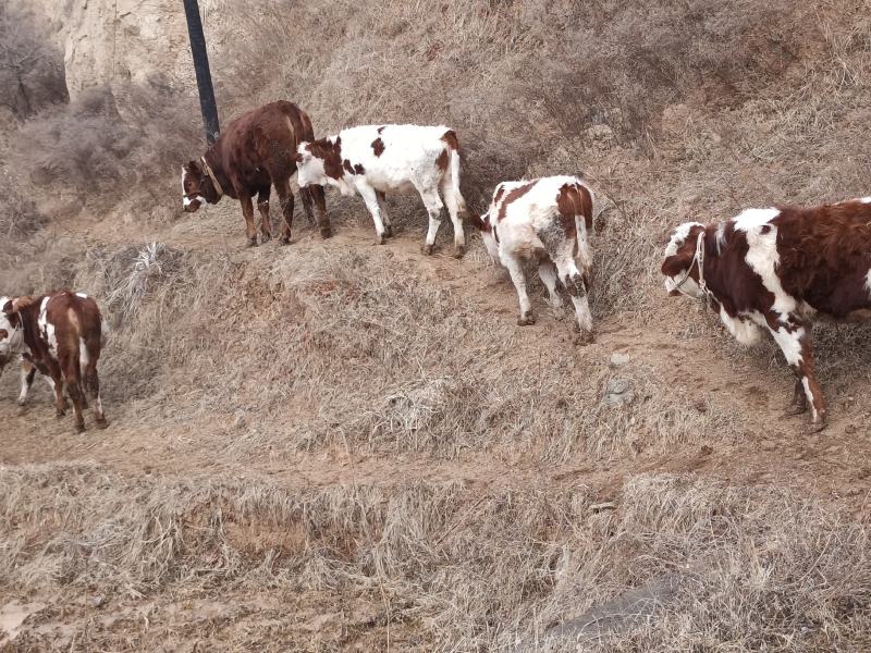 牛犊肉牛犊，西门达尔杂交，夏洛莱，秦川牛