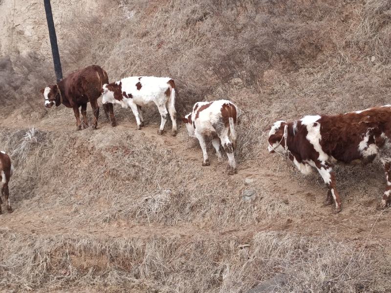 牛犊肉牛犊，西门达尔杂交，夏洛莱，秦川牛