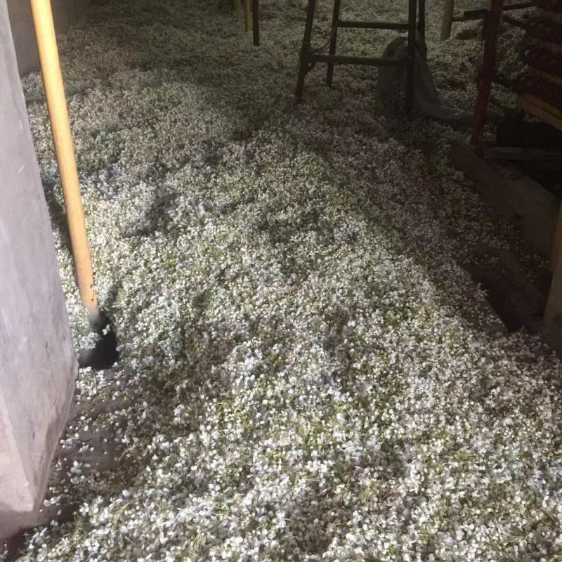 梨区供应优质梨花粉，库尔勒香梨专用，代加工梨花粉制作