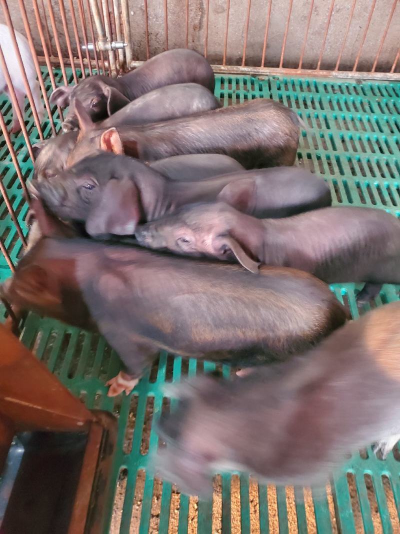 本猪场常年出售精品外三元仔猪，二元母猪，种公猪，黑猪