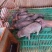 本猪场常年出售精品外三元仔猪，二元母猪，种公猪，黑猪