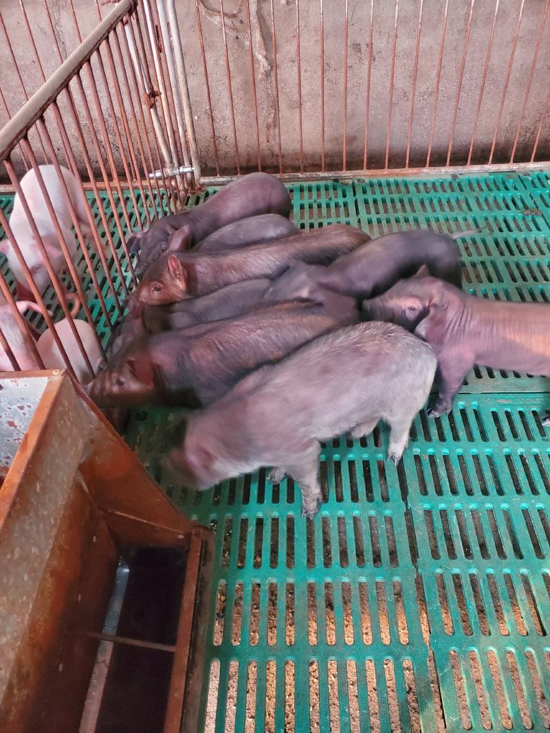本猪场常年出售精品外三元仔猪，二元母猪，种公猪，黑猪