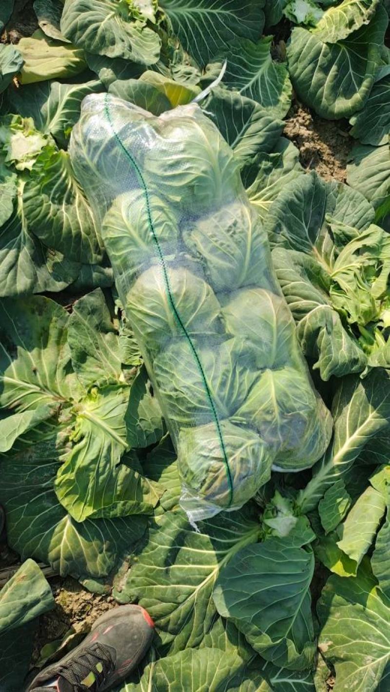 精品甘蓝，扁包菜，基地供货，量大质优，欢迎咨询