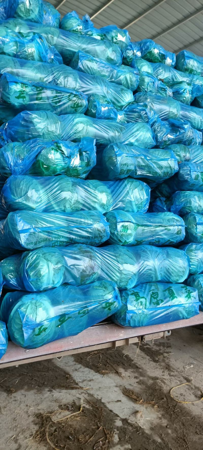 精品甘蓝，扁包菜，基地供货，量大质优，欢迎咨询