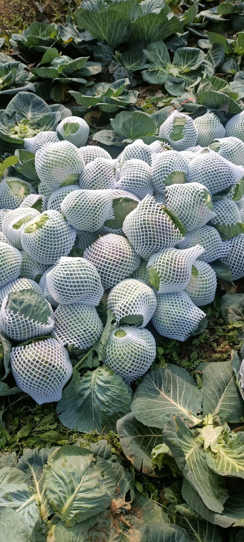 精品甘蓝，扁包菜，基地供货，量大质优，欢迎咨询