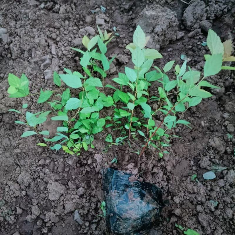绣线菊金焰绣线菊死苗补发大量有货量大可优惠