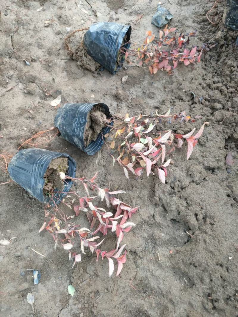 绣线菊金焰绣线菊死苗补发大量有货量大可优惠