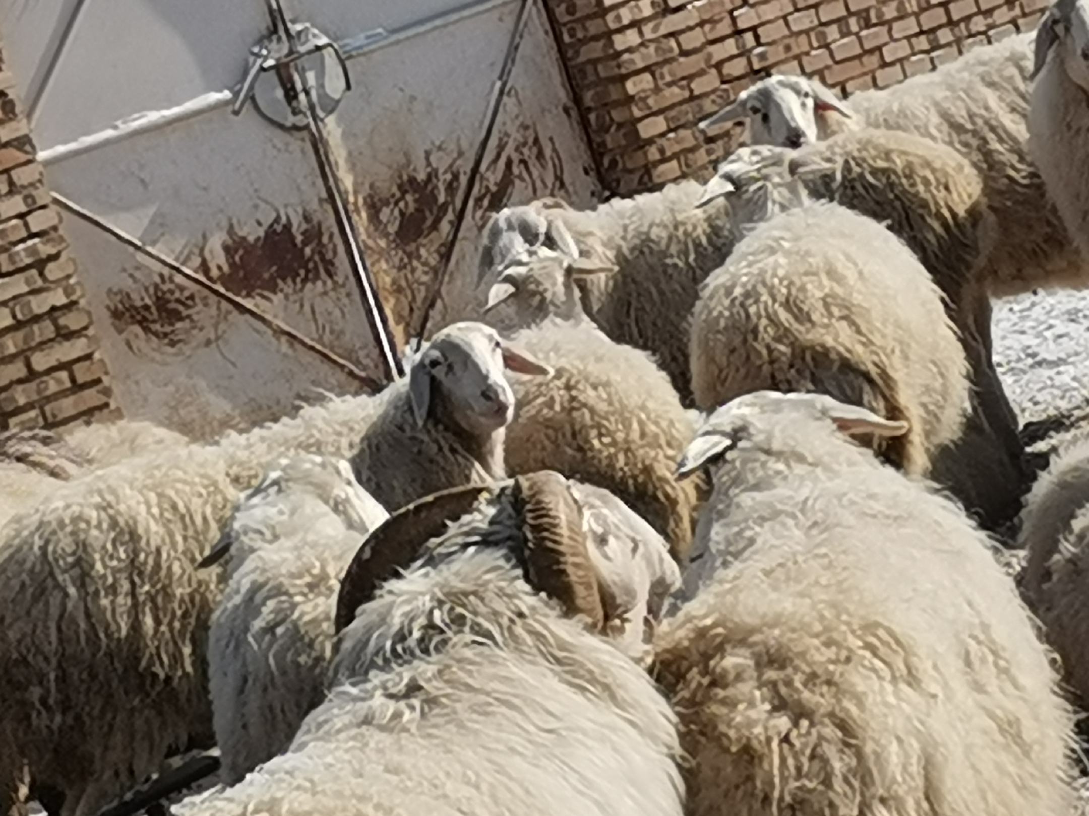 白条羊与家人围坐共餐