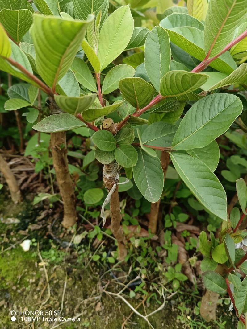 番石榴果苗