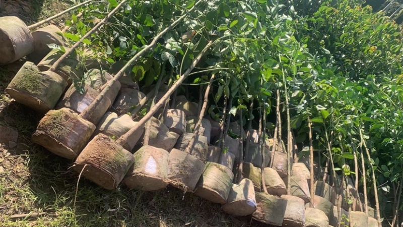 秋枫小苗20-200cm，大苗3-60公分，