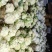 热卖松花菜菜花花菜甘蓝松花菜条形好价格实惠欢迎老板联系