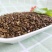 决明子中药茶散装生决明子特级野生绝明子泡水泡茶正