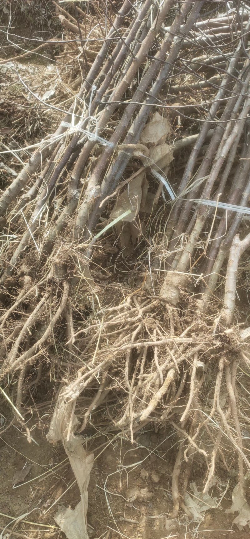 苹果成品苗，新品种，鲁丽苹果，红富士，艳富三号，艳富八号