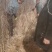 苹果成品苗，新品种，鲁丽苹果，红富士，艳富三号，艳富八号