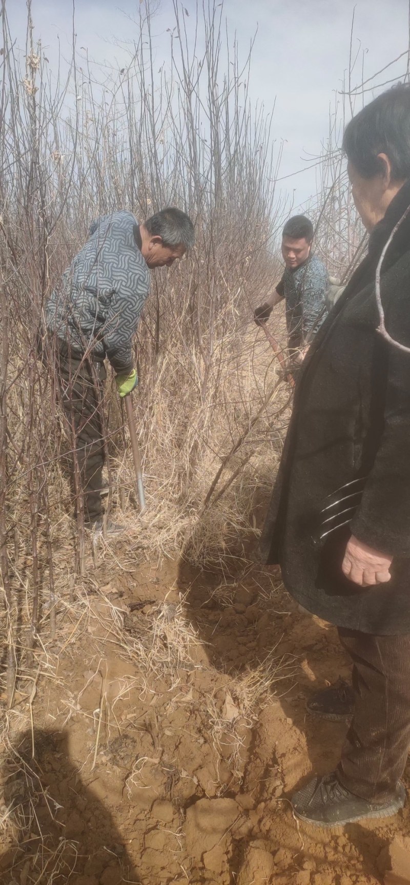 苹果成品苗，新品种，鲁丽苹果，红富士，艳富三号，艳富八号