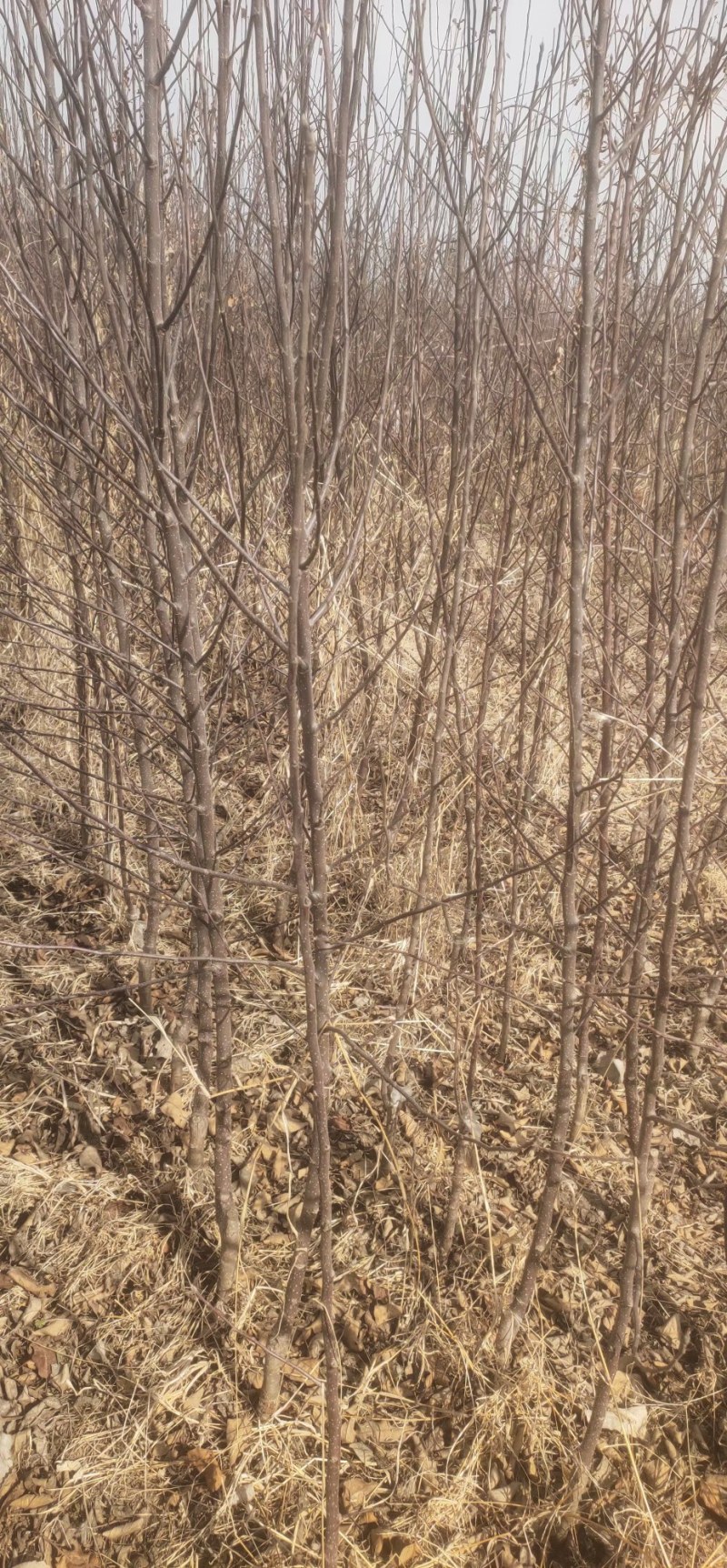 苹果成品苗，新品种，鲁丽苹果，红富士，艳富三号，艳富八号