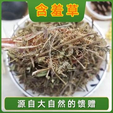 中草药含羞草野生中药材红骨茎含羞草怕羞草害羞草