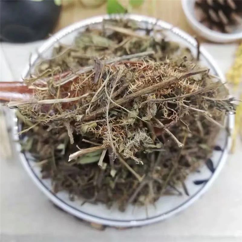 中草药含羞草野生中药材红骨茎含羞草怕羞草害羞草