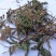 中草药含羞草野生中药材红骨茎含羞草怕羞草害羞草