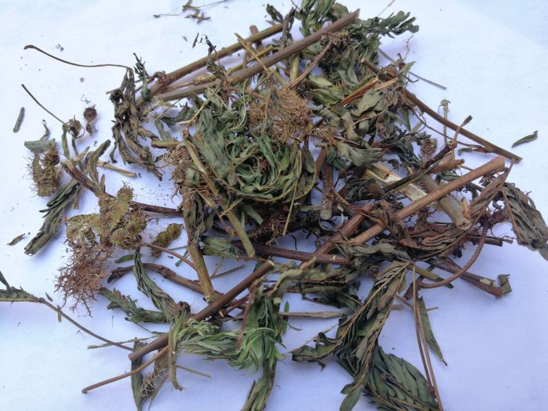 中草药含羞草野生中药材红骨茎含羞草怕羞草害羞草
