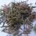 中草药含羞草野生中药材红骨茎含羞草怕羞草害羞草