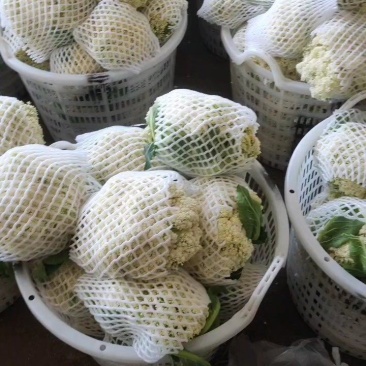 热卖松花菜菜花花菜甘蓝松花菜条形好价格实惠欢迎老板联系
