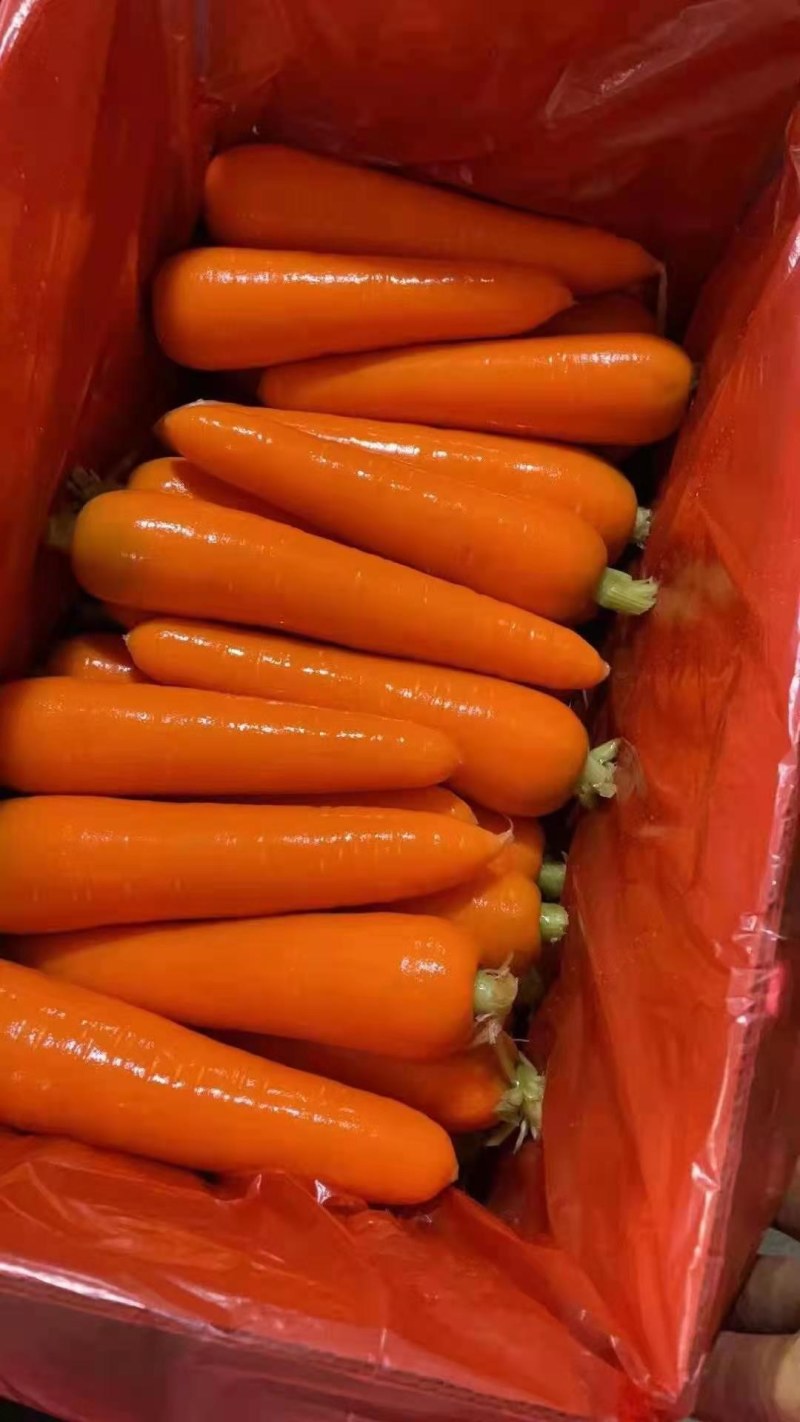 河南精品胡萝卜，三红胡萝卜水洗土货代发全国商超市场