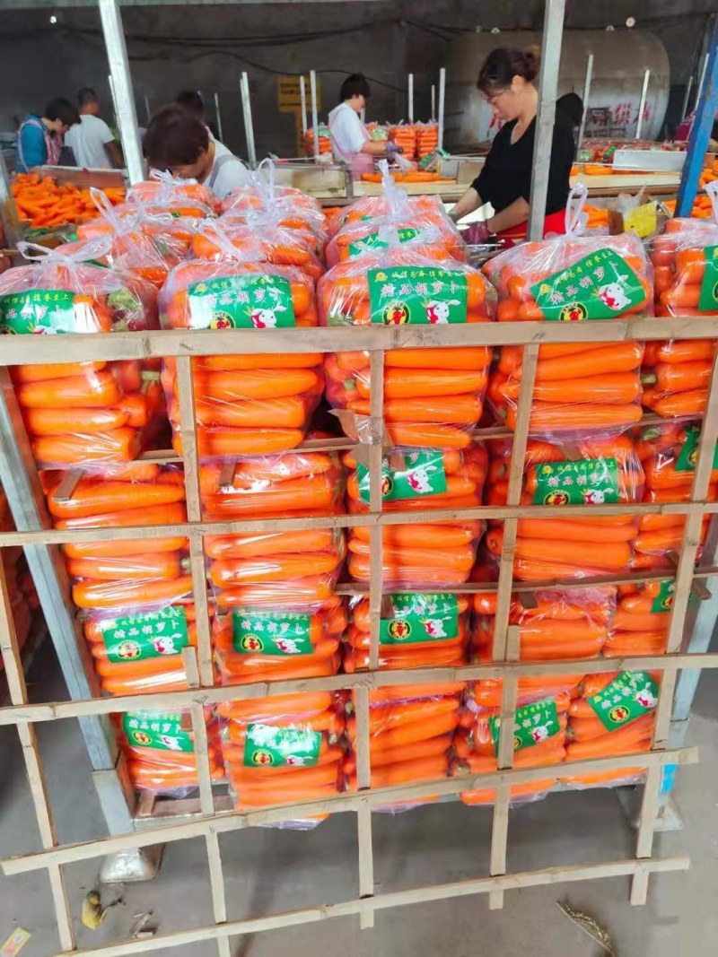 河南精品胡萝卜，三红胡萝卜水洗土货代发全国商超市场