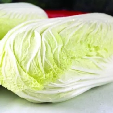 精品大白菜黄心白菜白白菜产地直销无中间商