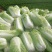精品大白菜黄心白菜白白菜产地直销无中间商
