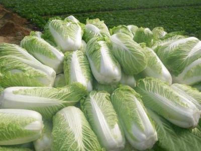 精品大白菜黄心白菜白白菜产地直销无中间商