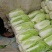 精品大白菜黄心白菜白白菜产地直销无中间商