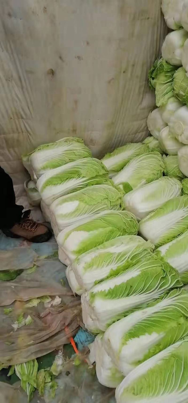 精品大白菜黄心白菜白白菜产地直销无中间商