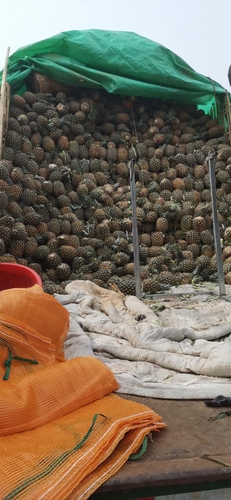 海南菠萝大量有货各种规格市场代卖发货全国欢迎老板联系