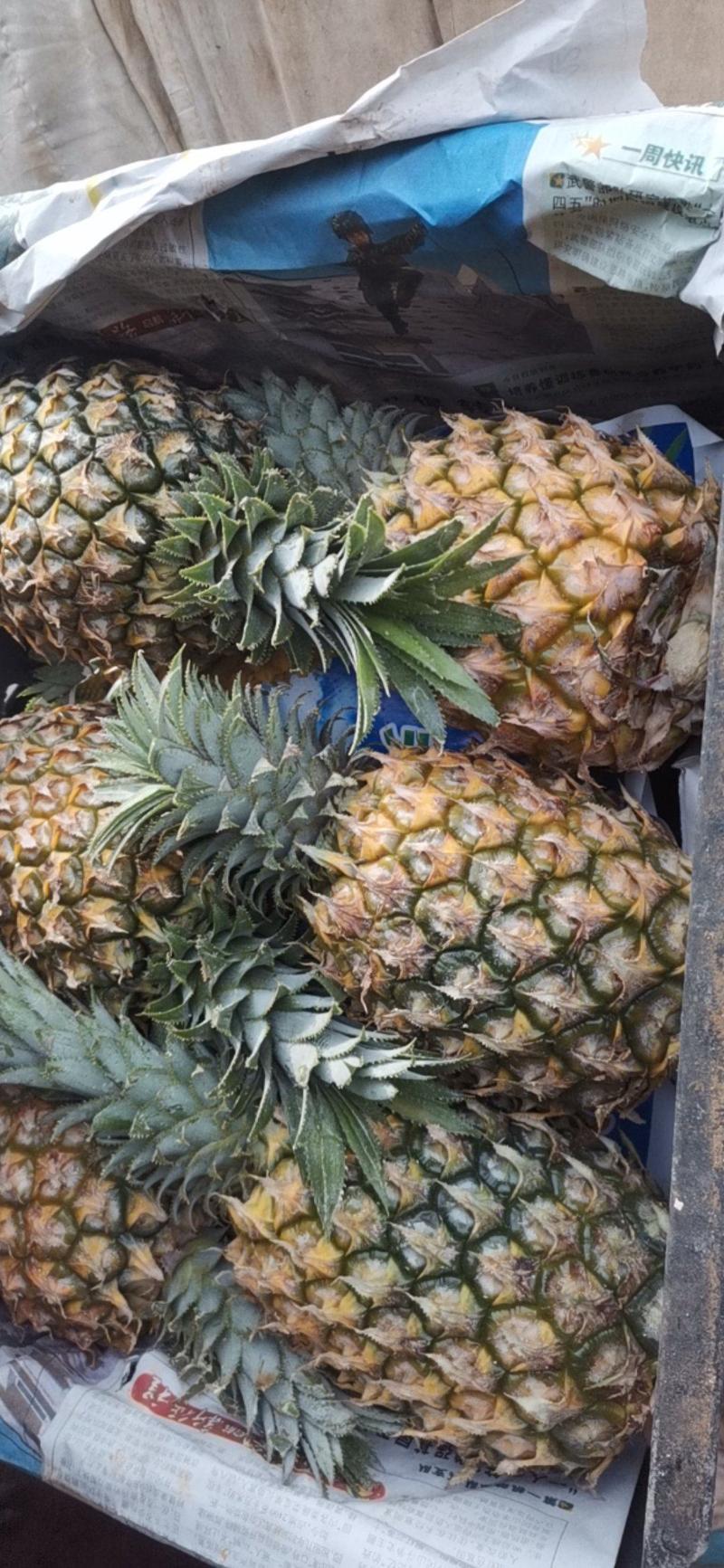 海南菠萝大量有货各种规格市场代卖发货全国欢迎老板联系