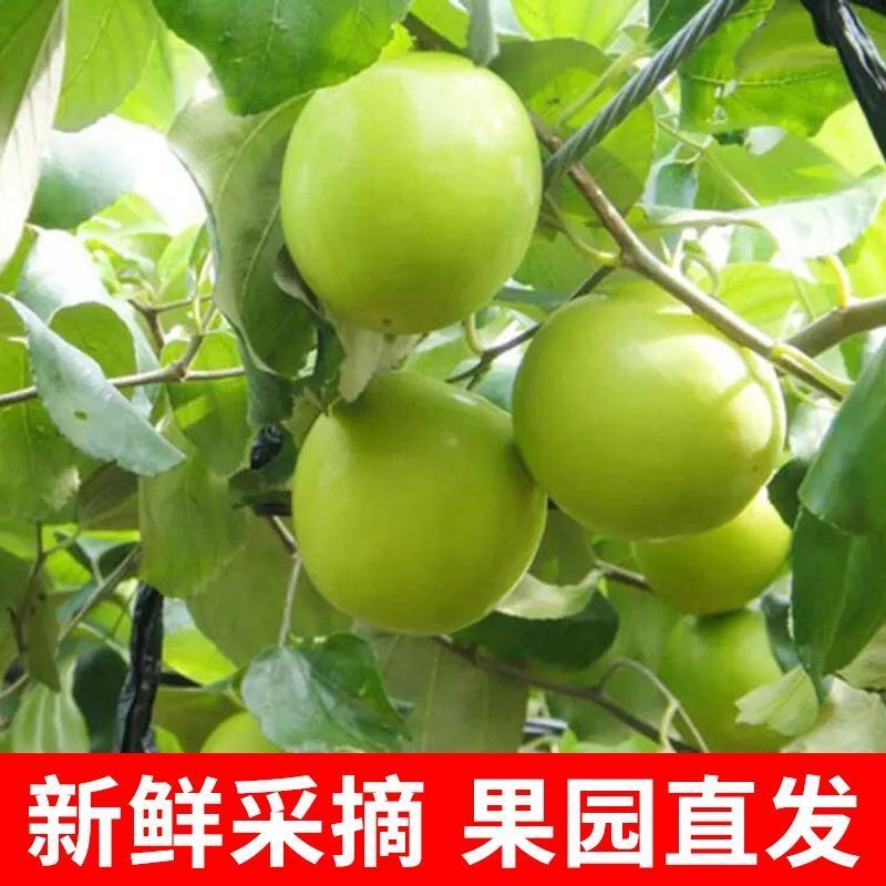 【精美礼盒装】贵妃牛奶枣特大青枣甜脆奶枣新鲜大枣子当季