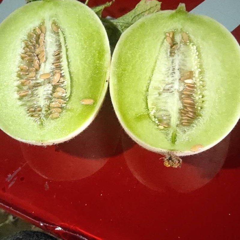浙江台州玉菇甜瓜一级精品果，实力代办