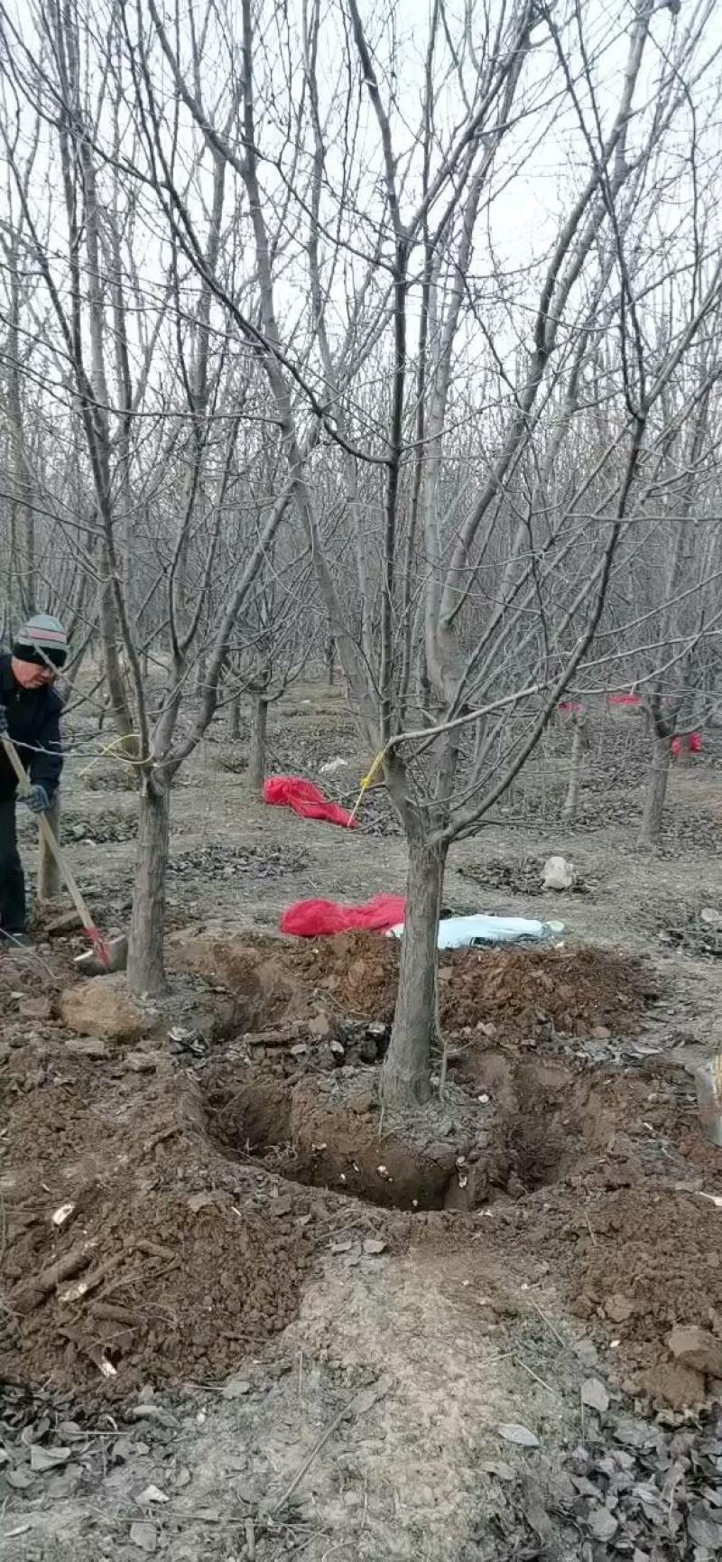 优质苗木【绚丽海棠】10公分12公分13公分树形饱满