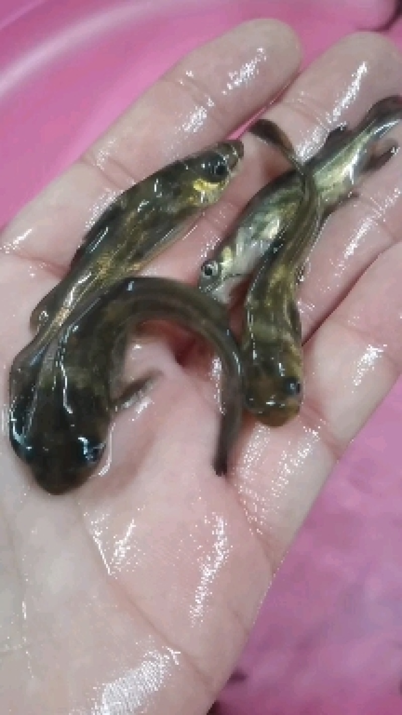 黄骨鱼苗，黄颡鱼，黄辣丁，场地直销，规格齐全。