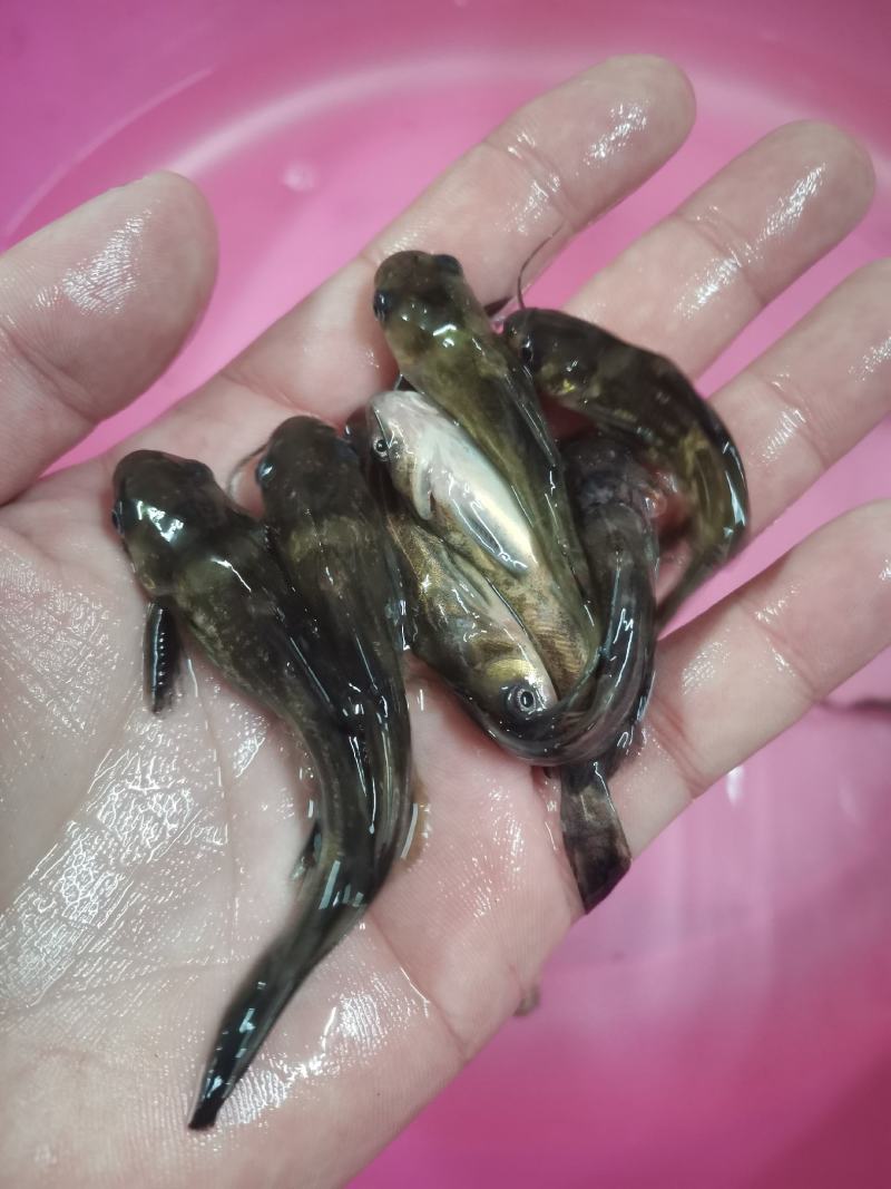 黄骨鱼苗，黄颡鱼，黄辣丁，场地直销，规格齐全。