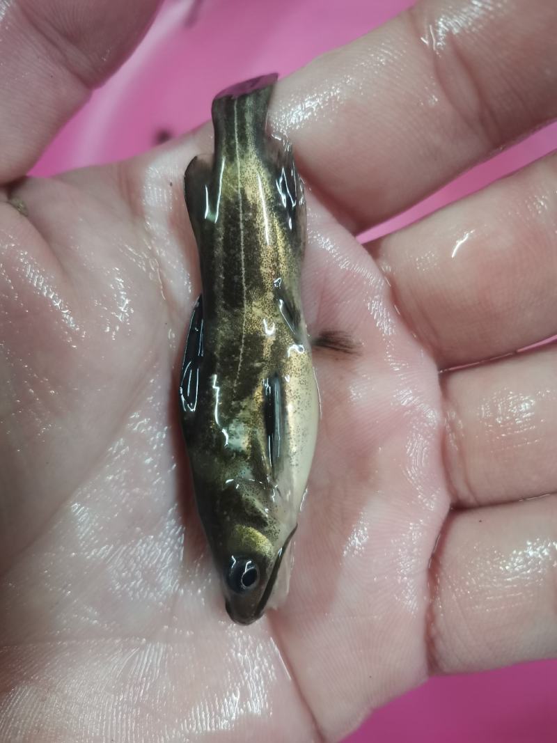 黄骨鱼苗，黄颡鱼，黄辣丁，场地直销，规格齐全。