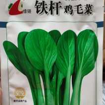 绿领铁杆鸡毛菜种子200克，梗翠绿色,整齐度较好生长速度