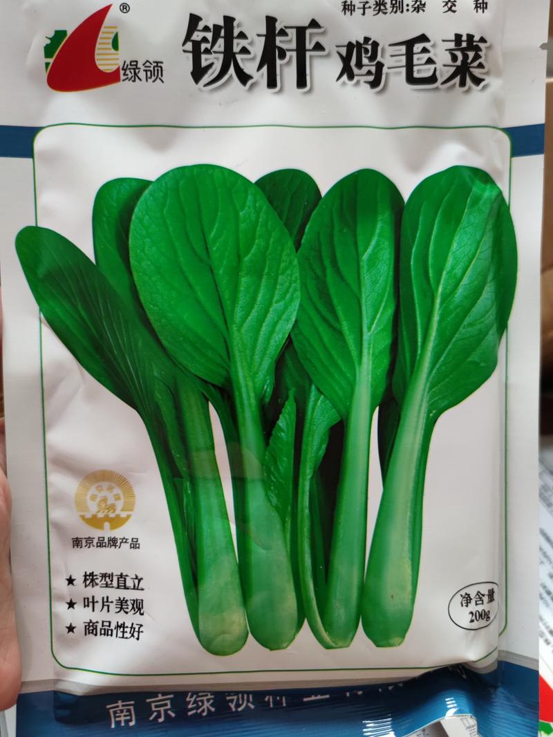绿领铁杆鸡毛菜种子200克，梗翠绿色,整齐度较好生长速度