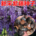 紫藤种子新采收紫藤树苗种籽多花紫藤紫藤花藤萝攀爬四季