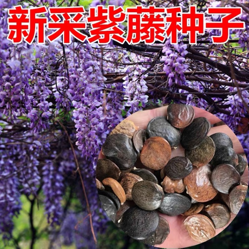 紫藤种子新采收紫藤树苗种籽多花紫藤紫藤花藤萝攀爬四季