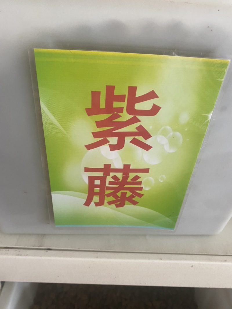 紫藤种子新采收紫藤树苗种籽多花紫藤紫藤花藤萝攀爬四季